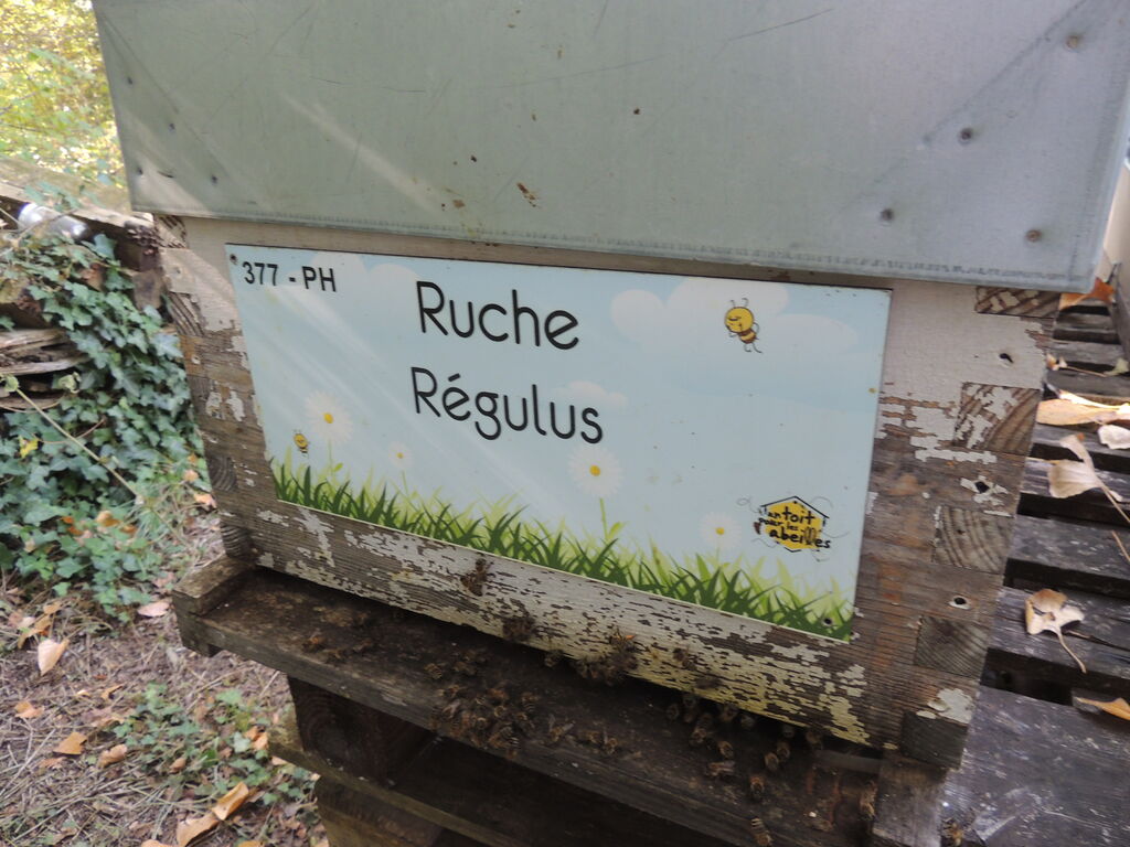 La ruche Régulus
