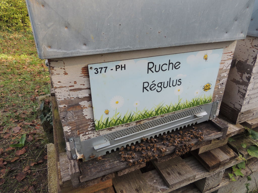 La ruche Régulus
