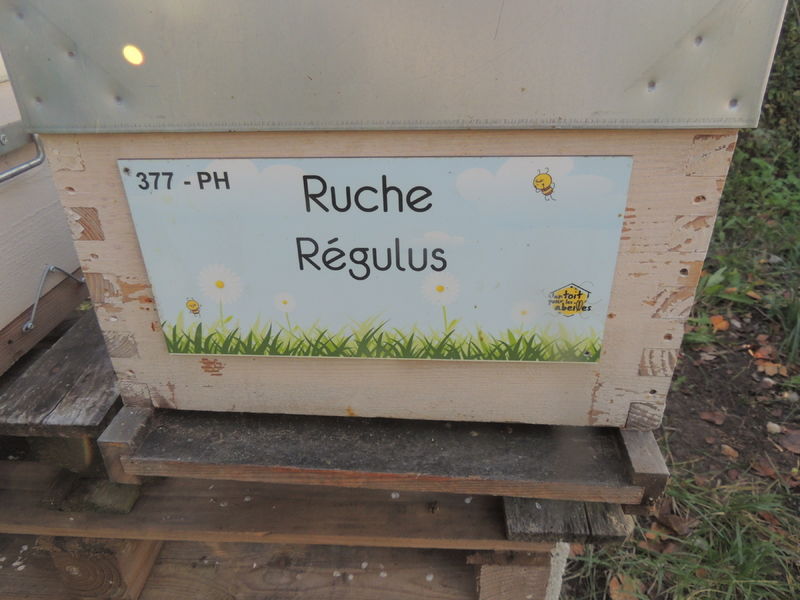 La ruche Régulus