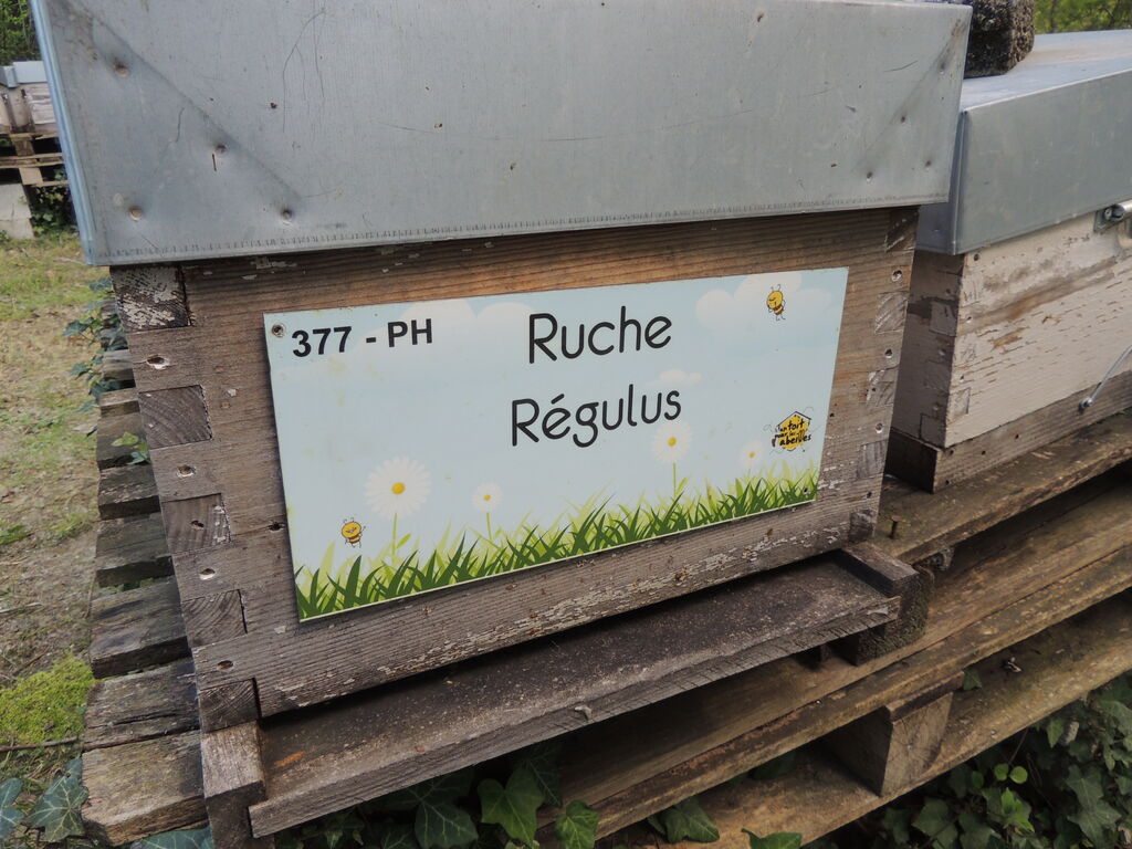 La ruche Régulus