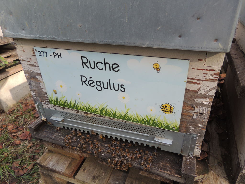 La ruche Régulus