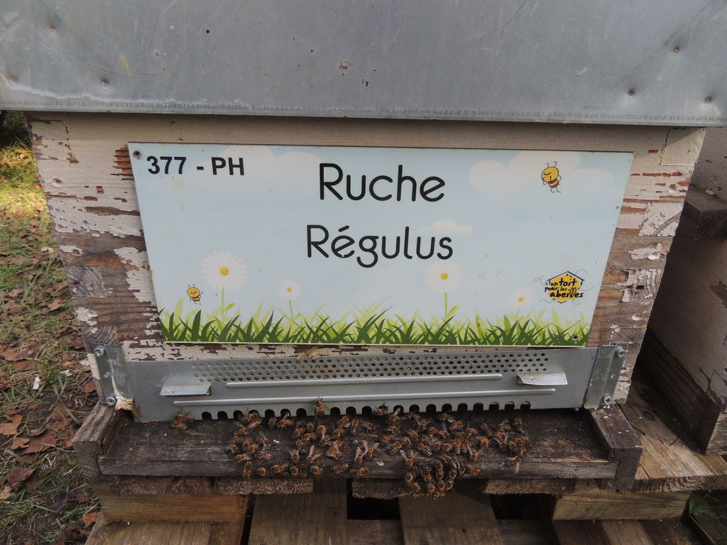 La ruche Régulus
