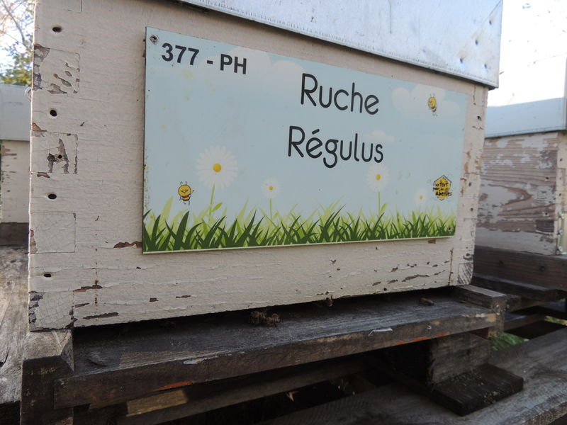 La ruche Régulus