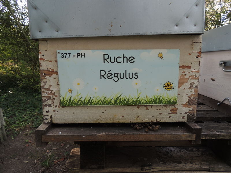 La ruche Régulus