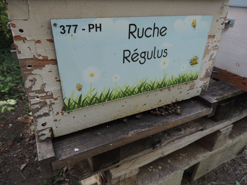 La ruche Régulus