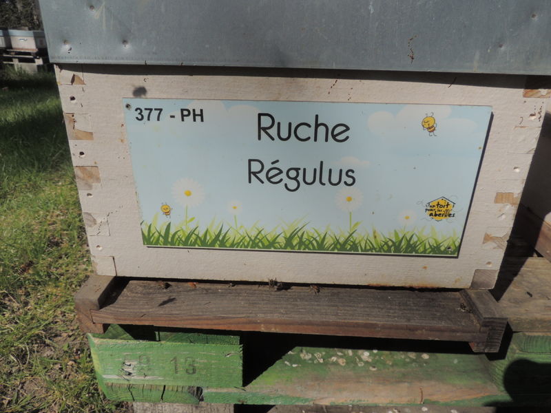 La ruche Régulus