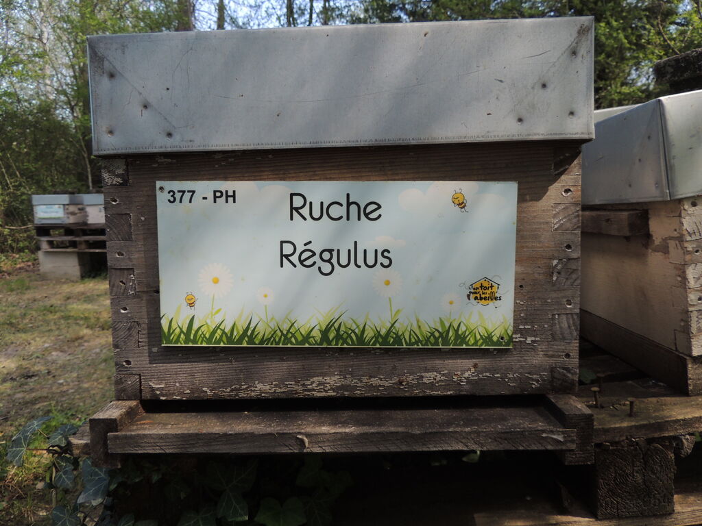 La ruche Régulus