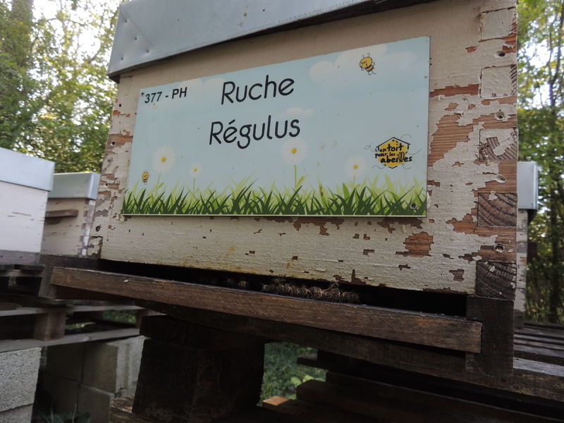 La ruche Régulus