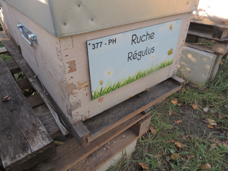 La ruche Régulus