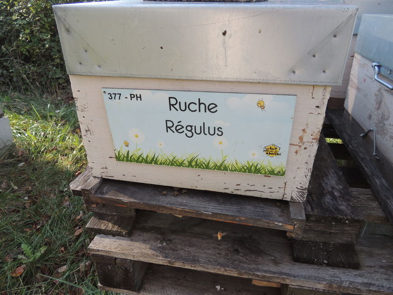 La ruche Régulus
