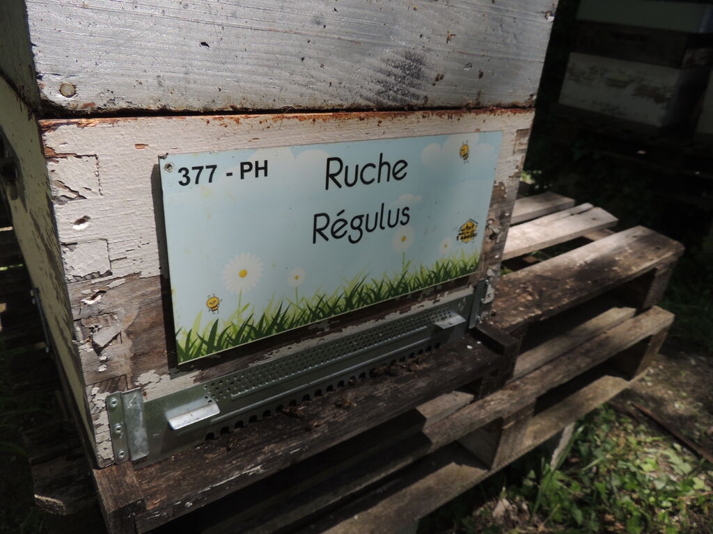 La ruche Régulus