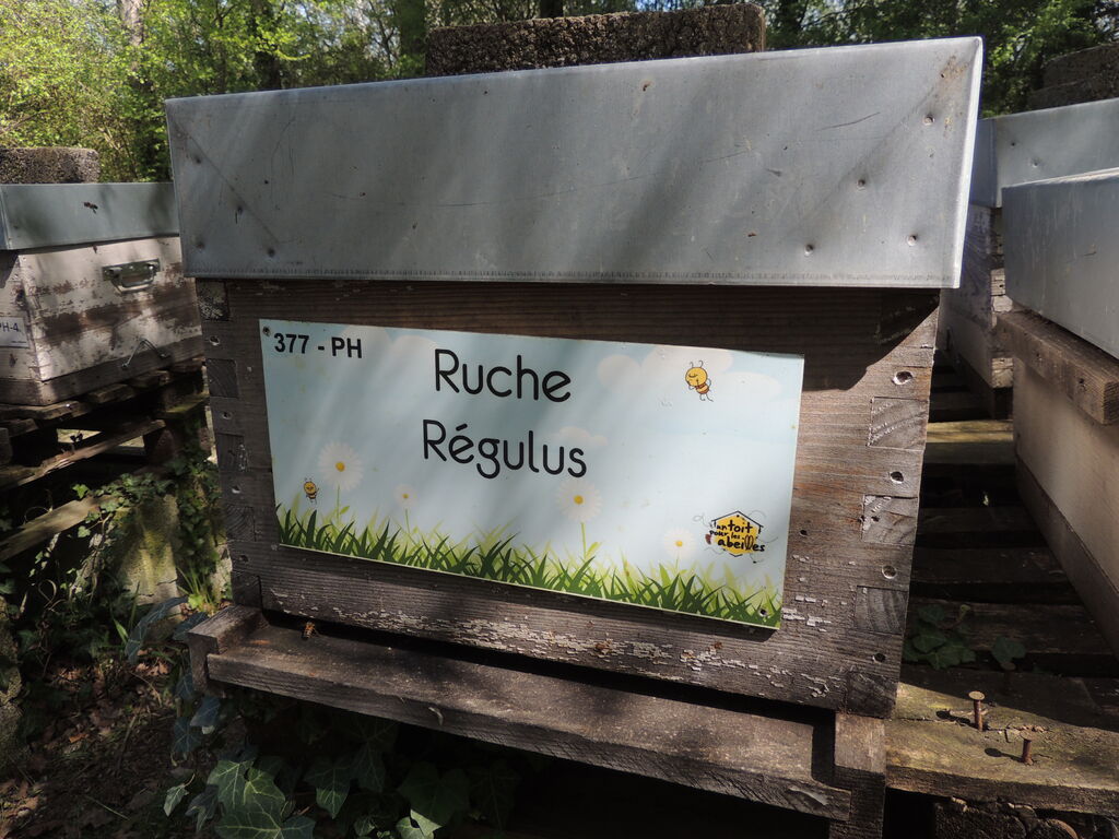 La ruche Régulus