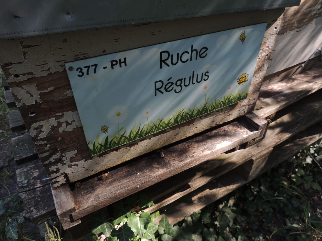 La ruche Régulus