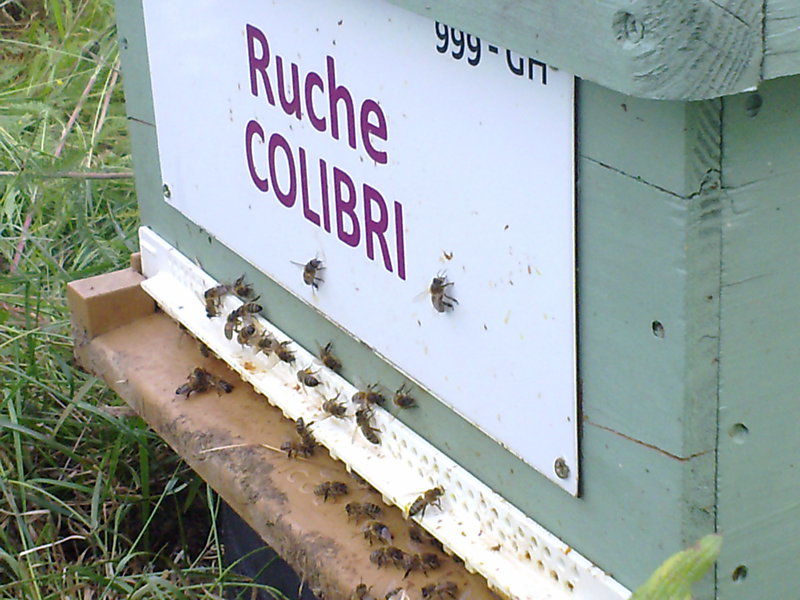 La ruche Colibri