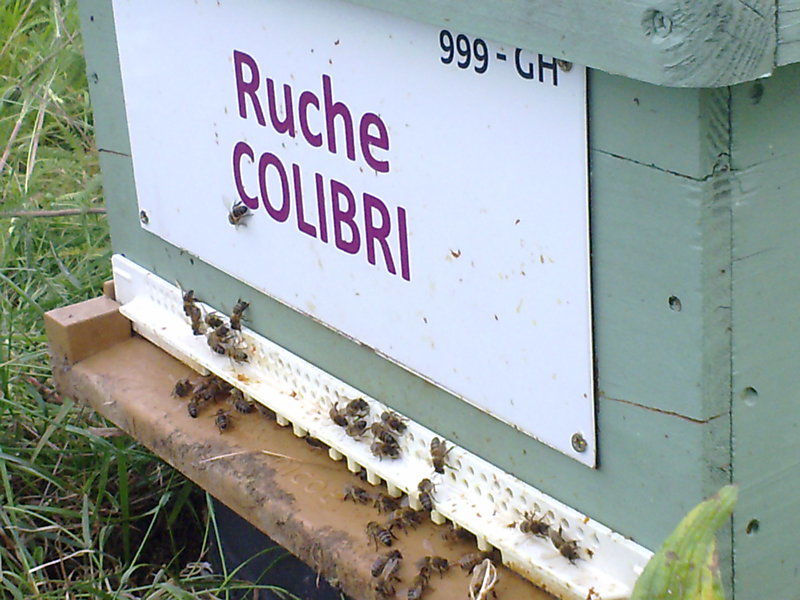 La ruche Colibri