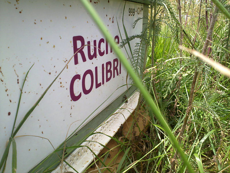 La ruche Colibri
