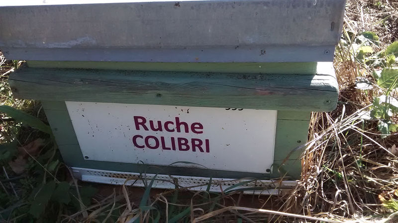 La ruche Colibri