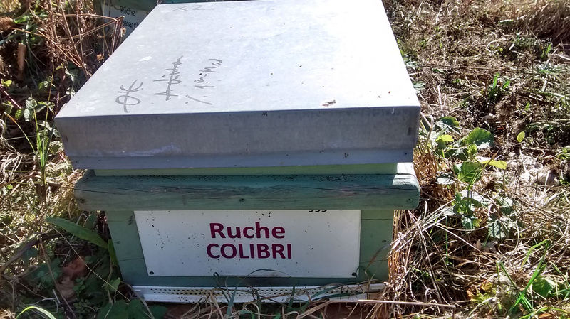 La ruche Colibri