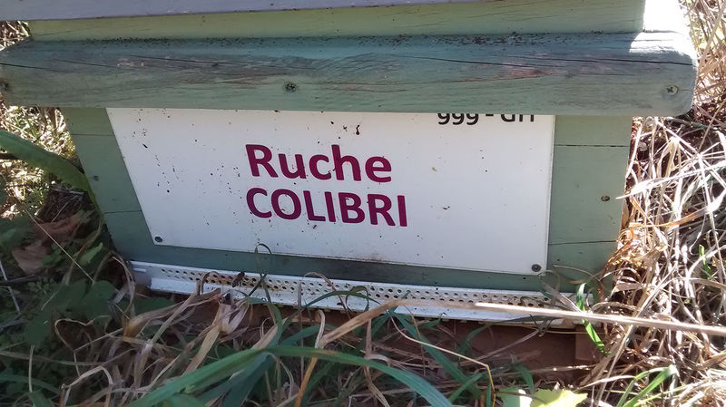 La ruche Colibri