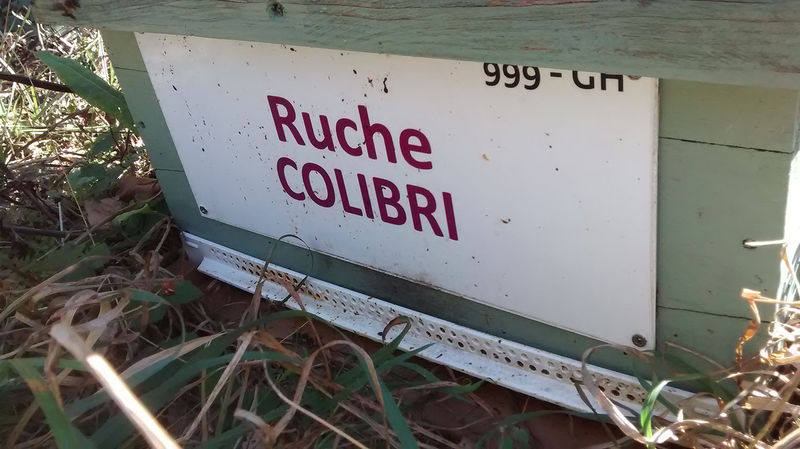 La ruche Colibri