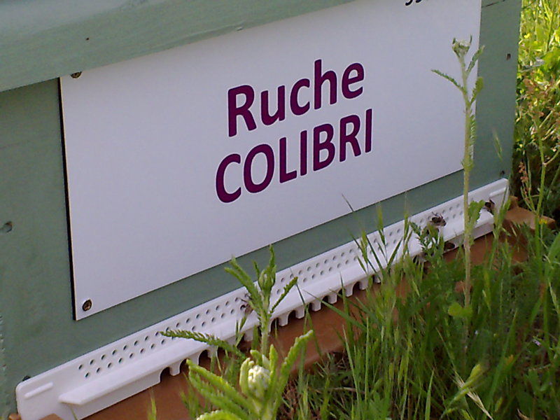 La ruche Colibri