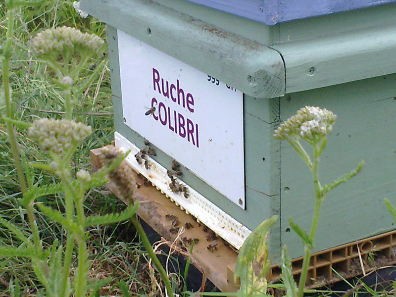 La ruche Colibri