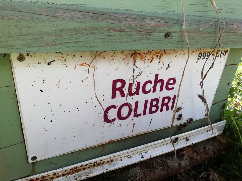 La ruche Colibri