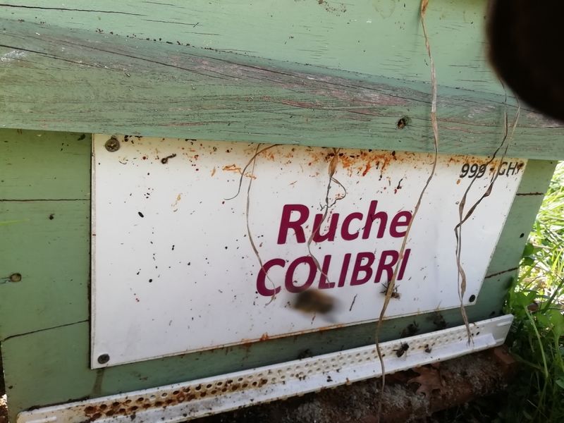 La ruche Colibri