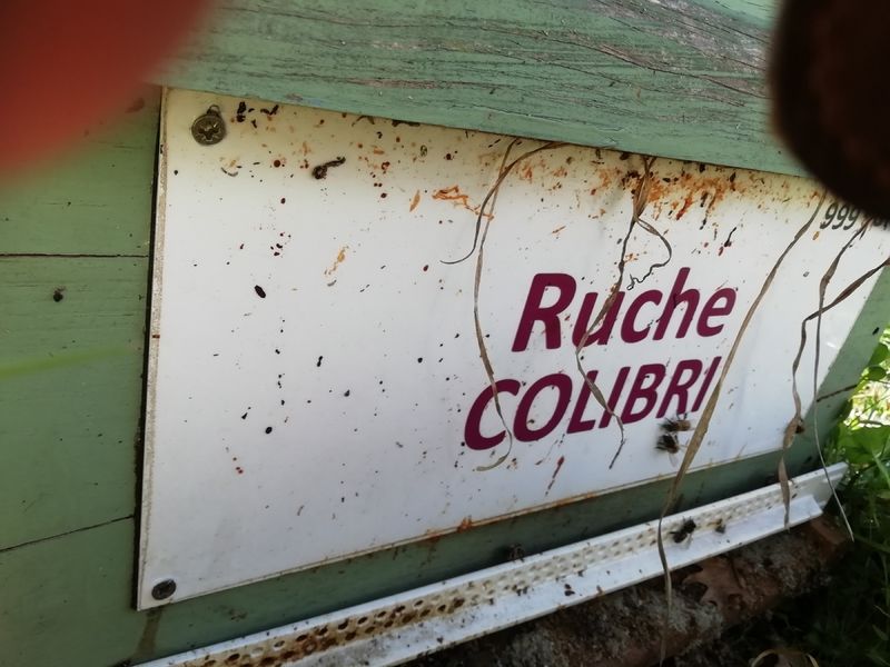 La ruche Colibri