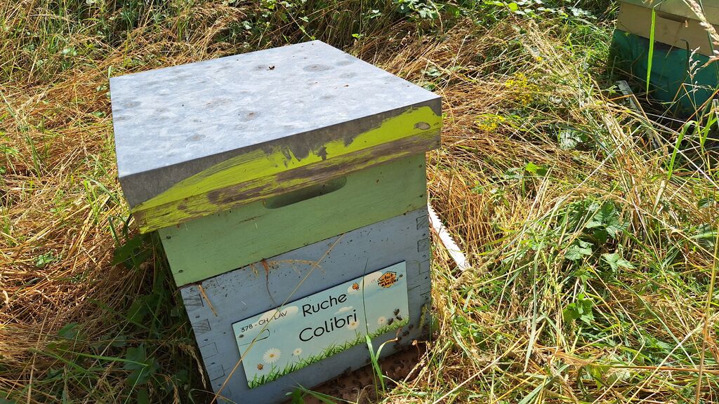 La ruche Colibri
