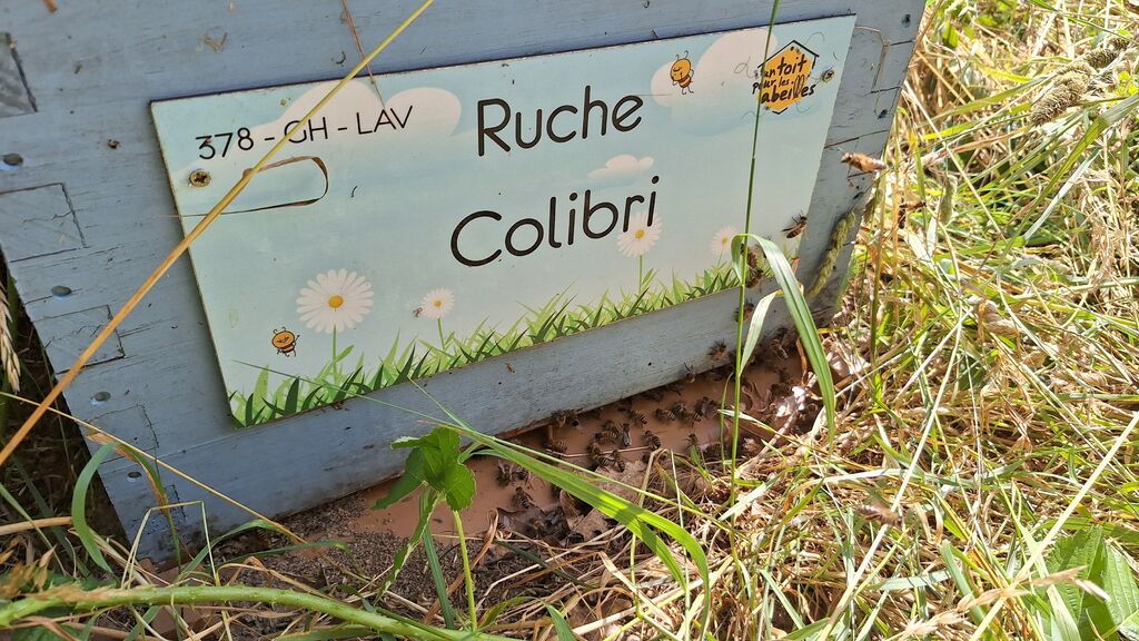 La ruche Colibri