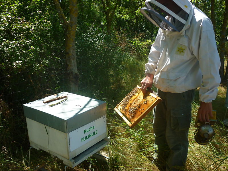 La ruche Fuligule