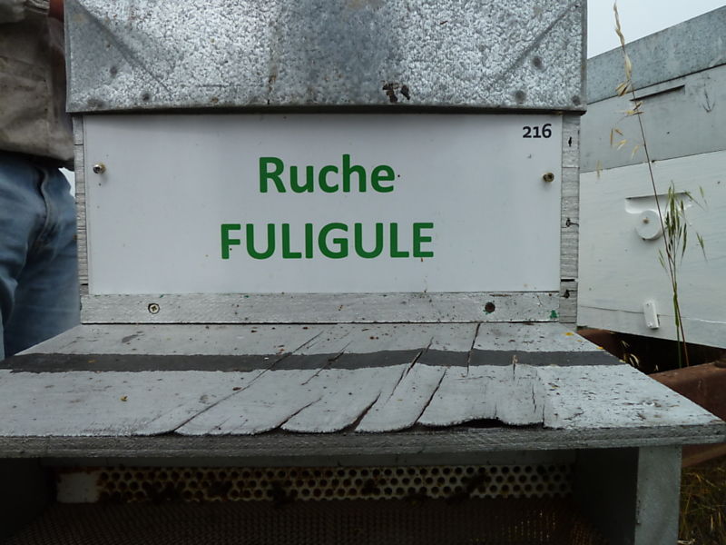 La ruche Fuligule