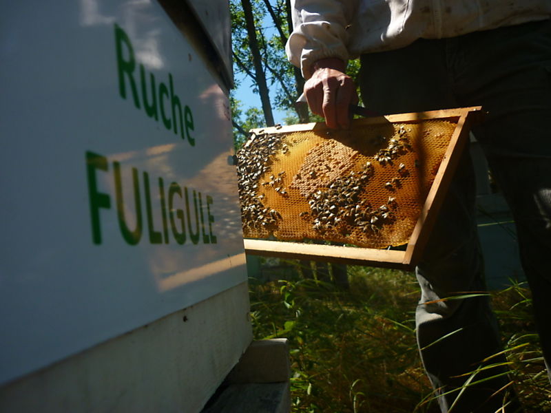 La ruche Fuligule