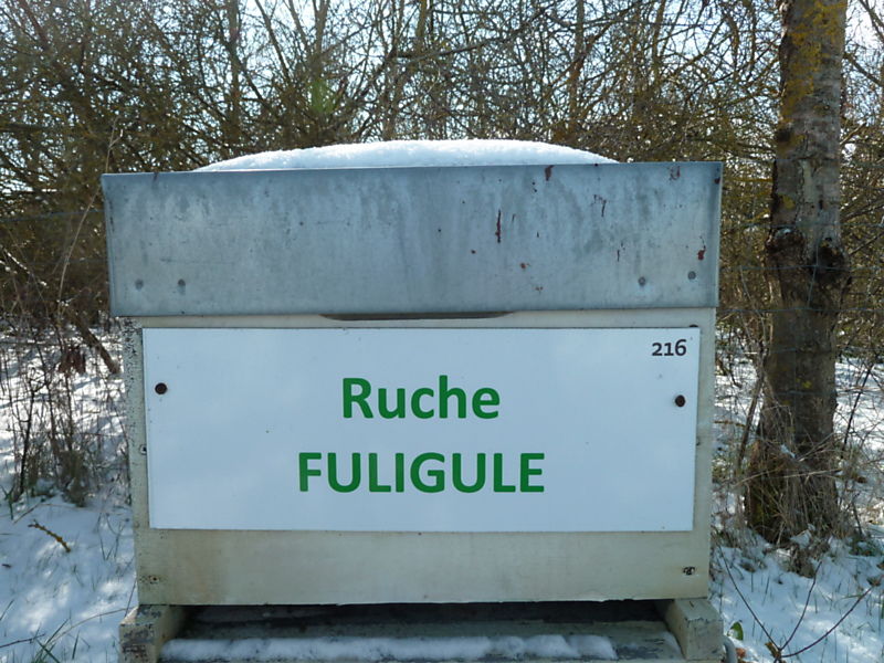 La ruche Fuligule