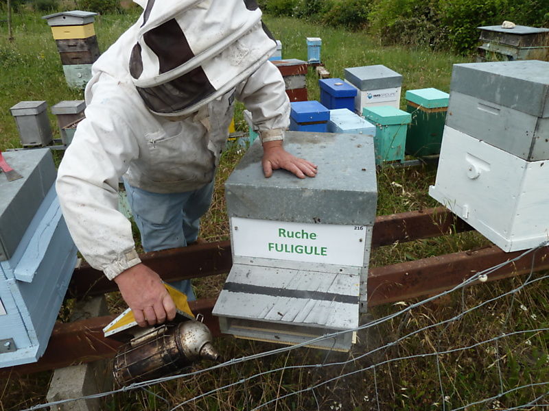 La ruche Fuligule