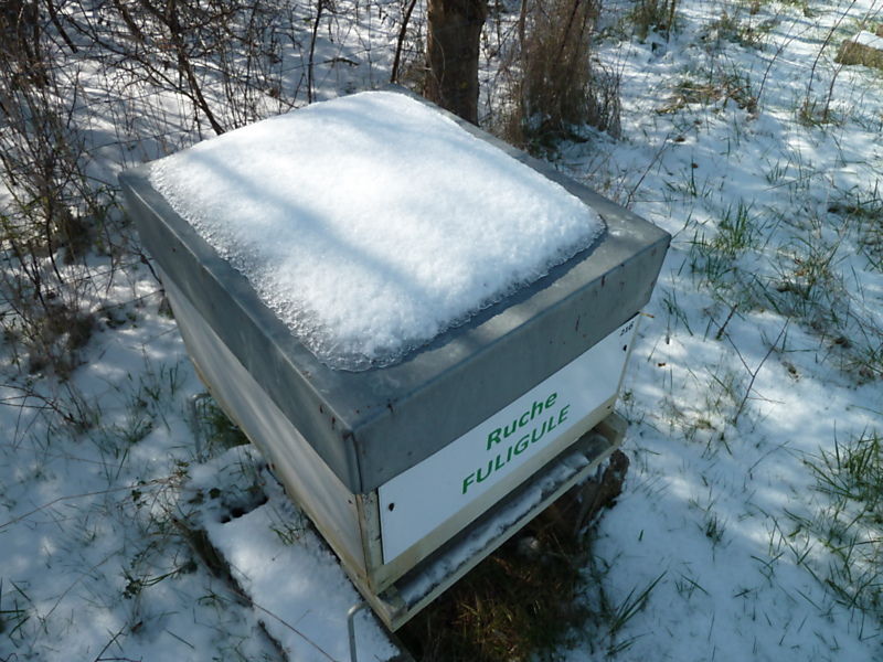 La ruche Fuligule