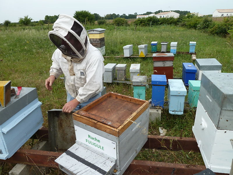 La ruche Fuligule