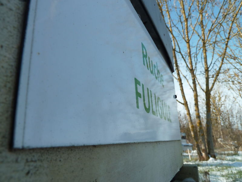 La ruche Fuligule