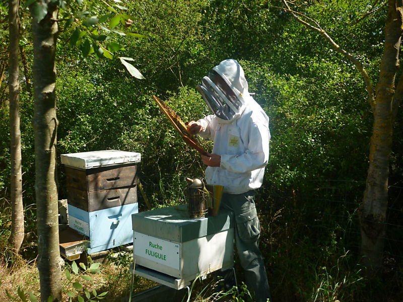 La ruche Fuligule