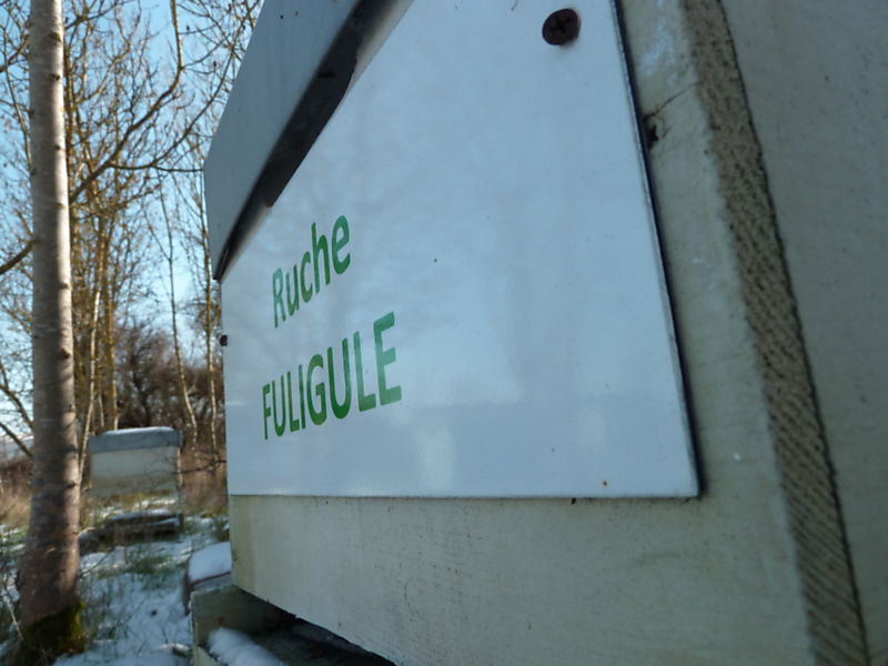 La ruche Fuligule