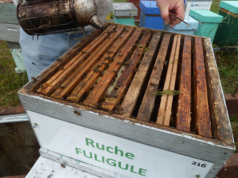 La ruche Fuligule
