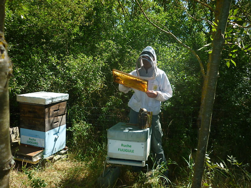 La ruche Fuligule