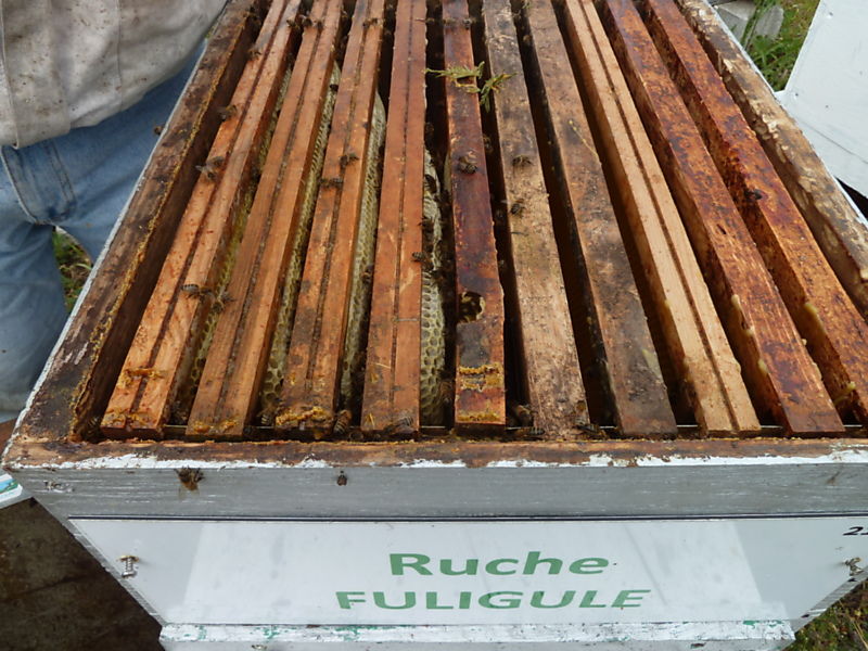 La ruche Fuligule