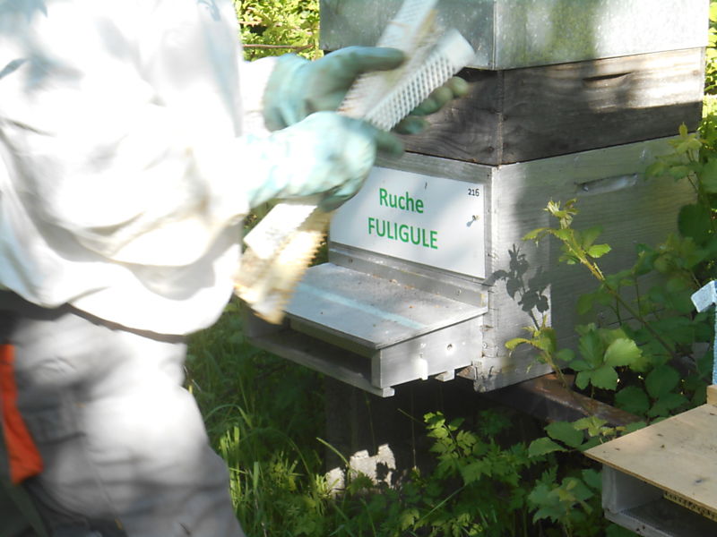 La ruche Fuligule