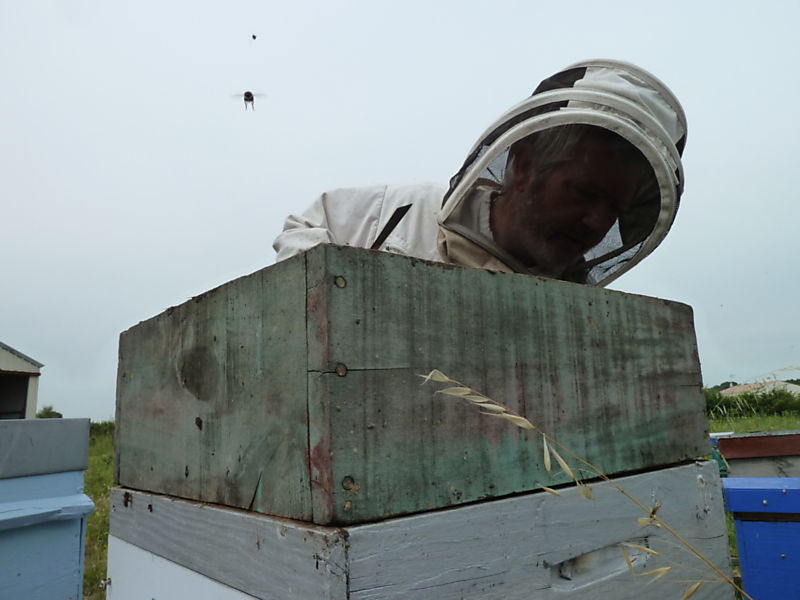 La ruche Fuligule