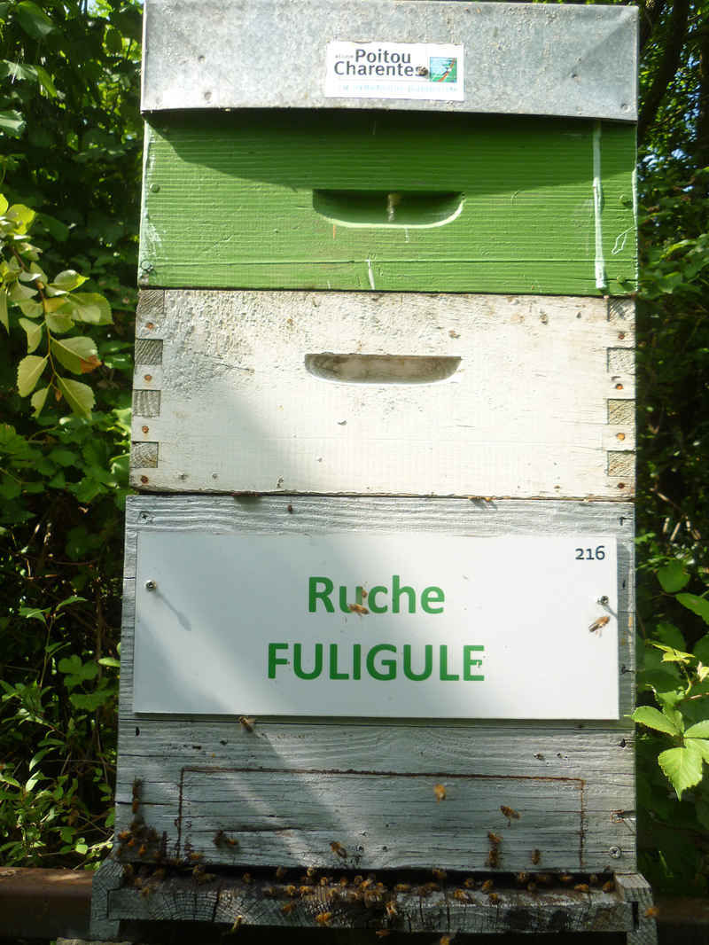 La ruche Fuligule