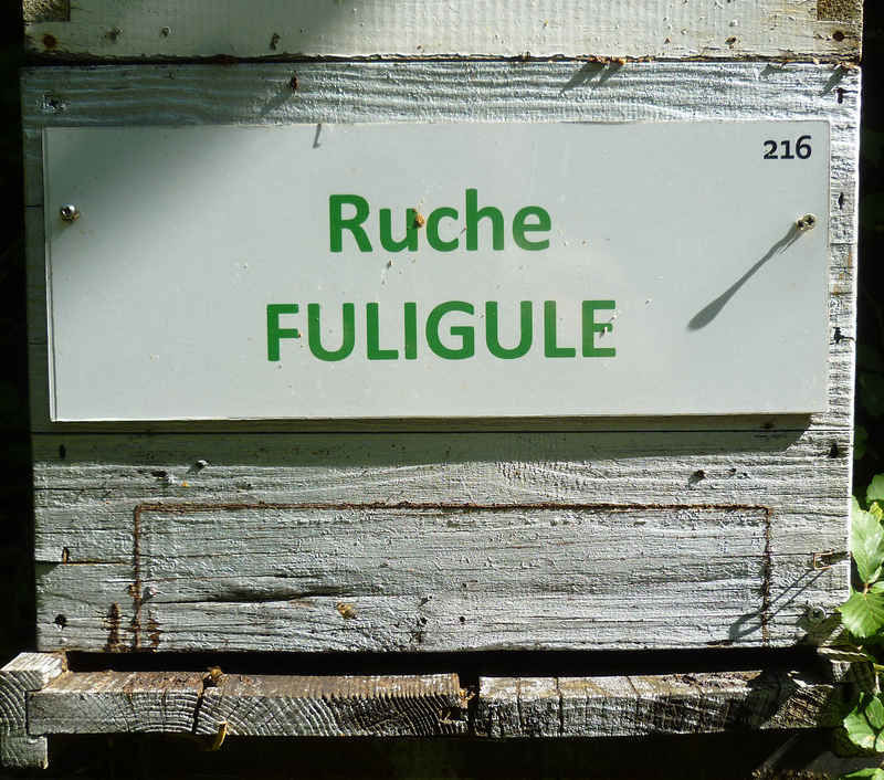 La ruche Fuligule