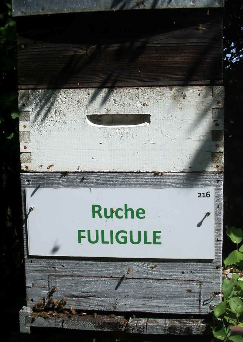 La ruche Fuligule