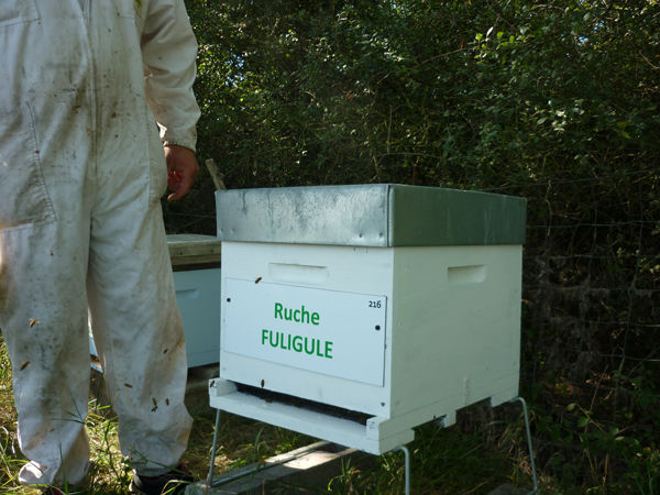 La ruche Fuligule